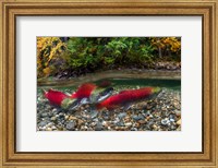 British Columbia, Adams River Sockeye Salmon Split Shot Fine Art Print