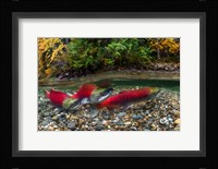British Columbia, Adams River Sockeye Salmon Split Shot Fine Art Print