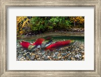 British Columbia, Adams River Sockeye Salmon Split Shot Fine Art Print