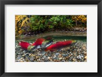 British Columbia, Adams River Sockeye Salmon Split Shot Framed Print