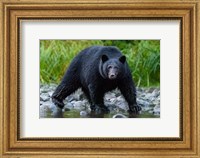 British Columbia Black Bear Searches For Fish At Rivers Edge Fine Art Print