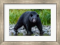 British Columbia Black Bear Searches For Fish At Rivers Edge Fine Art Print