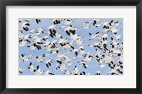 British Columbia Reifel Bird Sanctuary, Snow Geese Flock In Flight Fine Art Print