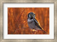 British Columbia Northern Hawk Owl Perched On Blueberry Bush Fine Art Print