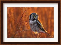British Columbia Northern Hawk Owl Perched On Blueberry Bush Fine Art Print