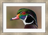 Vancouver, Reifel Bird Sanctuary, Wood Duck Drake Portrait Fine Art Print