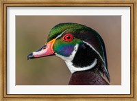 Vancouver, Reifel Bird Sanctuary, Wood Duck Drake Portrait Fine Art Print