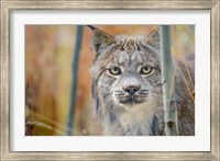Yukon, Whitehorse, Captive Canada Lynx Portrait Fine Art Print