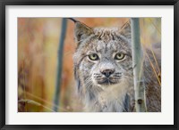 Yukon, Whitehorse, Captive Canada Lynx Portrait Fine Art Print
