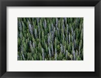 Yukon, Kluane National Park Mix Of Living And Dead White Spruce Trees Fine Art Print