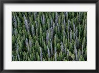 Yukon, Kluane National Park Mix Of Living And Dead White Spruce Trees Fine Art Print