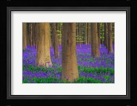 Europe, Belgium Hallerbos Forest With Trees And Bluebells Fine Art Print