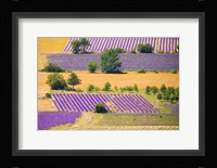 France, Provence, Sault Plateau Overview Of Lavender Crop Patterns And Wheat Fields Fine Art Print