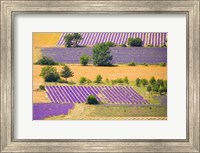 France, Provence, Sault Plateau Overview Of Lavender Crop Patterns And Wheat Fields Fine Art Print