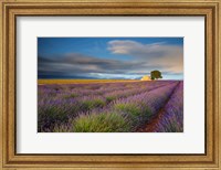 France, Provence, Valensole Plateau Lavender Rows And Farmhouse Fine Art Print