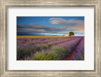 France, Provence, Valensole Plateau Lavender Rows And Farmhouse Fine Art Print