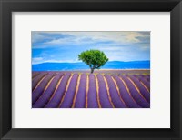 Europe, France, Provence, Valensole Plateau Field Of Lavender And Tree Fine Art Print