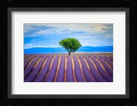 Europe, France, Provence, Valensole Plateau Field Of Lavender And Tree Fine Art Print