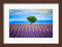 Europe, France, Provence, Valensole Plateau Field Of Lavender And Tree Fine Art Print