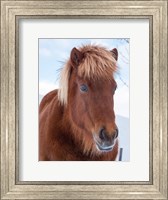 Icelandic Horse In Fresh Snow Fine Art Print