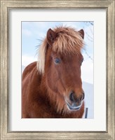 Icelandic Horse In Fresh Snow Fine Art Print