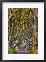 The Dark Hedges In County Antrim, Northern Ireland Fine Art Print