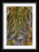 The Dark Hedges In County Antrim, Northern Ireland Fine Art Print