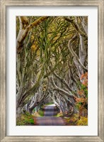 The Dark Hedges In County Antrim, Northern Ireland Fine Art Print