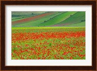Europe, Italy, Castellucio Piano Grande Field Of Flowers Fine Art Print