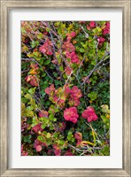 Greenland, Eqip Sermia Dwarf Birch And Other Tundra Plants Fine Art Print