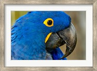 Blue Hyacinth Macaw, Anodorhynchus Hyacinthinus Fine Art Print