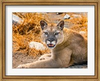 Mountain Lion, Cougar, Puma Concolor Fine Art Print
