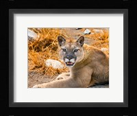 Mountain Lion, Cougar, Puma Concolor Fine Art Print