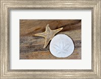 Sand Dollar And Starfish Still-Life Fine Art Print
