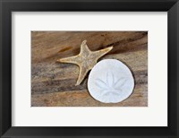 Sand Dollar And Starfish Still-Life Fine Art Print