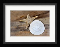 Sand Dollar And Starfish Still-Life Fine Art Print