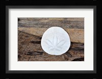 Sand Dollar Still-Life Fine Art Print