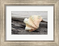 Ruffled Clam Shell - Tridacna Squamosa Fine Art Print