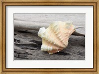 Ruffled Clam Shell - Tridacna Squamosa Fine Art Print