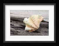 Ruffled Clam Shell - Tridacna Squamosa Fine Art Print