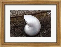Whole Pearl Nautilus Shell Fine Art Print