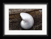 Whole Pearl Nautilus Shell Fine Art Print
