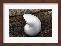 Whole Pearl Nautilus Shell Fine Art Print