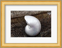 Whole Pearl Nautilus Shell Fine Art Print