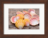 Hawaiian Sunrise Shells Fine Art Print