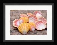 Hawaiian Sunrise Shells Fine Art Print