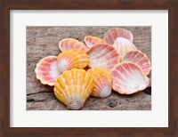 Hawaiian Sunrise Shells Fine Art Print