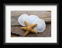 Sand Dollar And Starfish Still-Life Fine Art Print