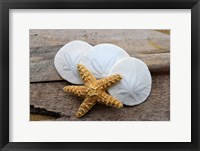 Sand Dollar And Starfish Still-Life Fine Art Print