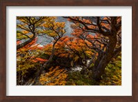 Argentina, Los Glaciares National Park Lenga Beech Trees In Fall Fine Art Print